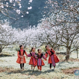 TƯ VẤN TOUR DU LỊCH MỘC CHÂU-MAI CHÂU-ベトナム観光ツアーモックチャウ・マイチャウ