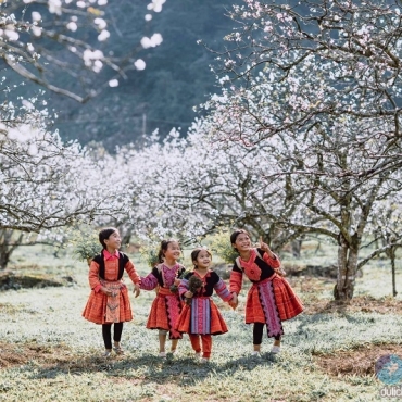 TƯ VẤN TOUR DU LỊCH MỘC CHÂU-MAI CHÂU-ベトナム観光ツアーモックチャウ・マイチャウ